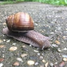 Kisvonattal az irodalom felé