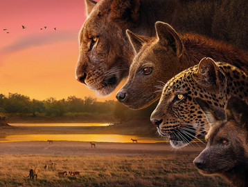 Trónok harca a vadonban