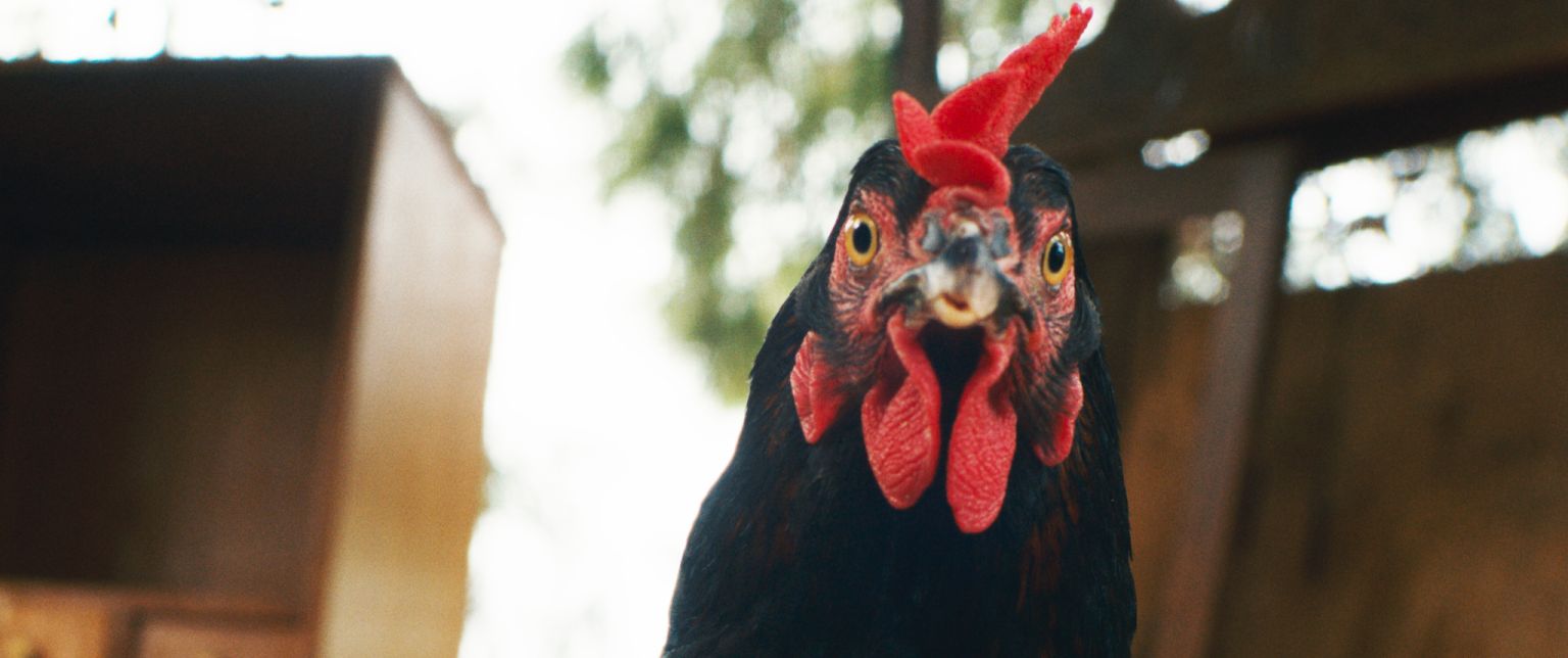 Egy rendszeren kívüli tojás története