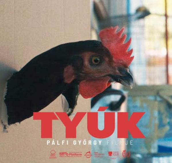 A mozikban Pálfi György új filmje, a Tyúk