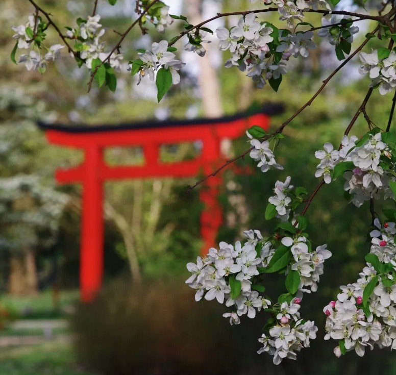 Cseresznyefa-virágzás Szegeden