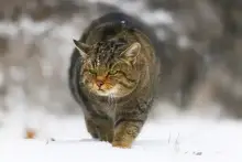 Kiosztották a XIII. Savaria Filmszemle díjait