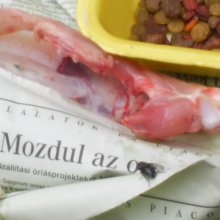 mozdul az