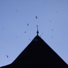 Madarak