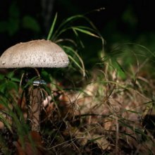 Mushroom in floodlight