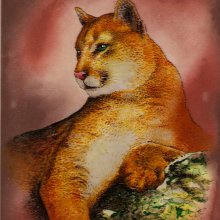 Puma