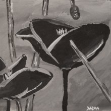 Black poppy - 2008