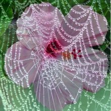 Rózsaszín hibiszkusz  gyöngyfüggöny mögött