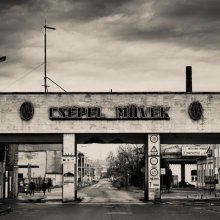 Növénygraffiti-készítés a PLACCC Go programja keretében