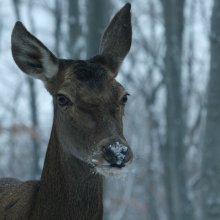 Enyedi Ildikó új filmje a Berlinale versenyprogramjában