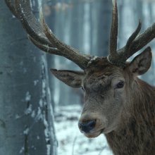 Berlinale – Enyedi Ildikó filmje tarol, Török Ferenc közönségdíjas