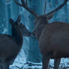 DVD-n a Testről és lélekről – December 12-én a Három Hollóban dedikálnak az alkotók