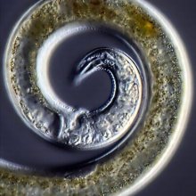 A nyolcadik utas a Nematoda