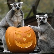 Halloween a Fővárosi Állatkertben