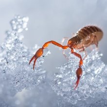 Potyó Imre az Év Természetfotósa