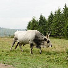 Makói Medáliák díjat kapott Székely Örs