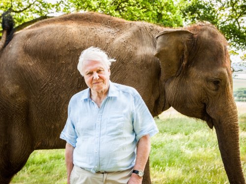 99 éves Sir David Attenborough