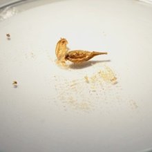 Amíg magok vannak a zsebedben, nem leszel szegény