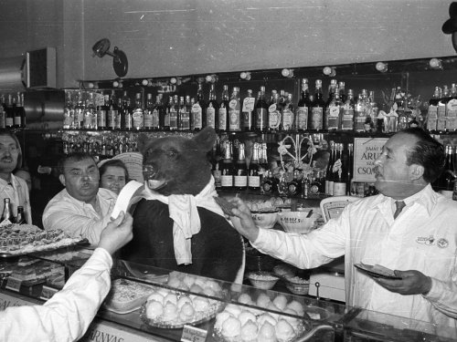 Mézes Mackó megkísértése a Kígyó utcában