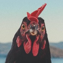 Pálfi György Tyúk című filmjével kezdődik a 45. Magyar Filmszemle