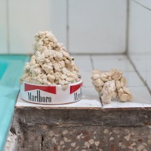 Virágzik a most...?