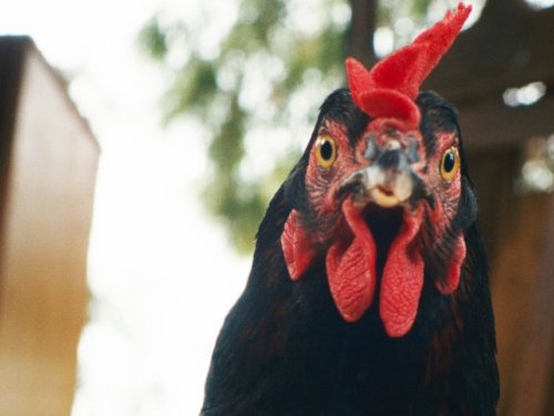 Egy rendszeren kívüli tojás története