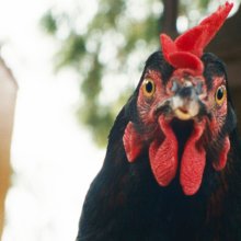 Egy rendszeren kívüli tojás története