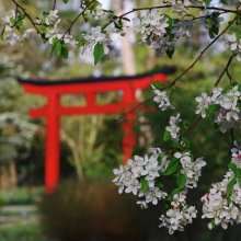 Cseresznyefa-virágzás Szegeden