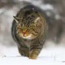 Kiosztották a XIII. Savaria Filmszemle díjait