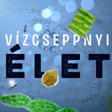 Tavi élővilágról tanít a HUN-REN új animációs filmje