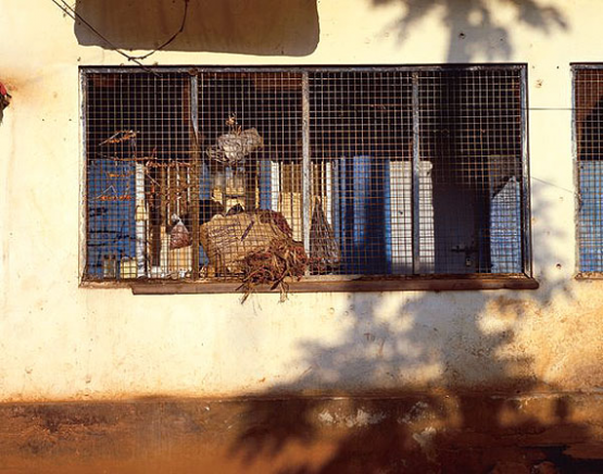 Papaya. 2006. [Love. 1998-2006]