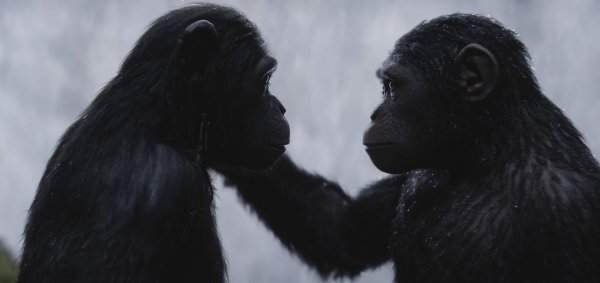 Matt Reeves: A majmok bolygója - Háború, Kép forrása: InterCom