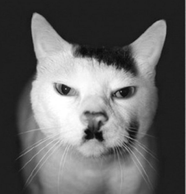 Hitler macska