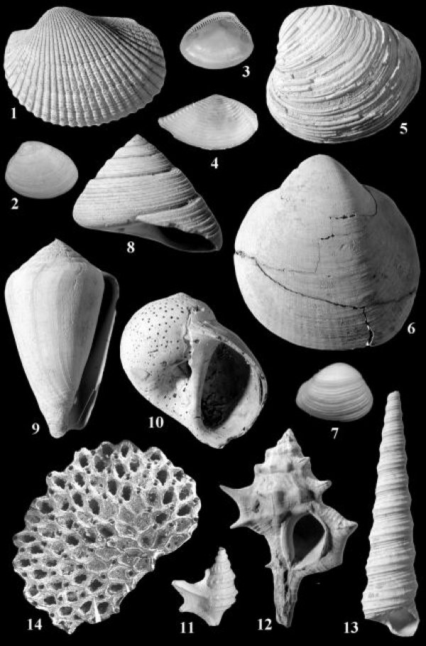 Középső miocén tengeri gerinctelen ősmaradványok (Dulai Alfréd gyűjtése)
