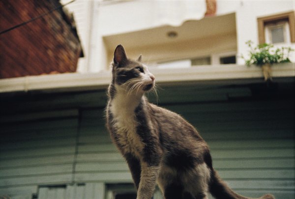 macska