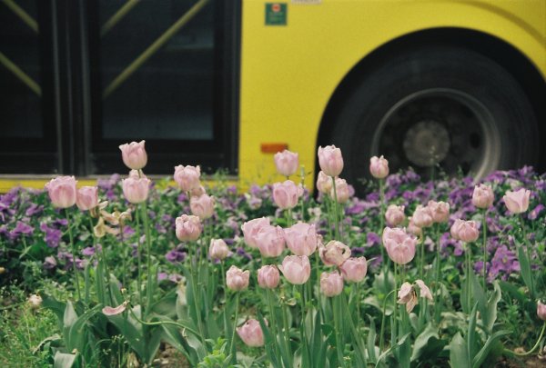 tulipán