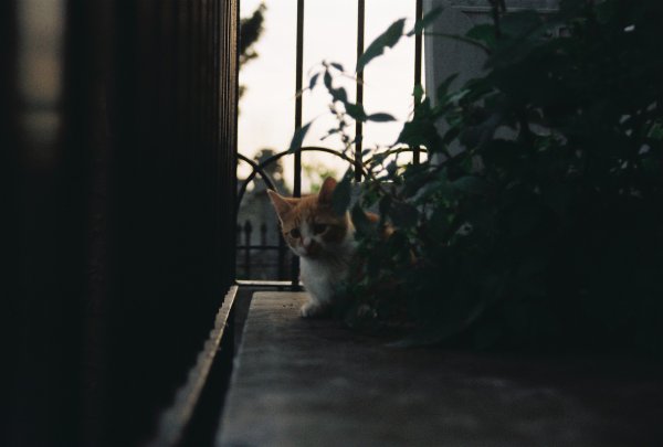 macska