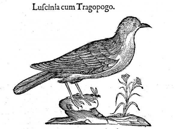 Ulisse Aldrovandi, Ornithologia, t. II, Bologna, Giovanni Battista Bellagamba, 1600, 777.