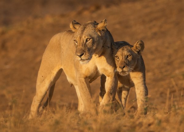 Fiatal nőstényoroszlán és kölyke