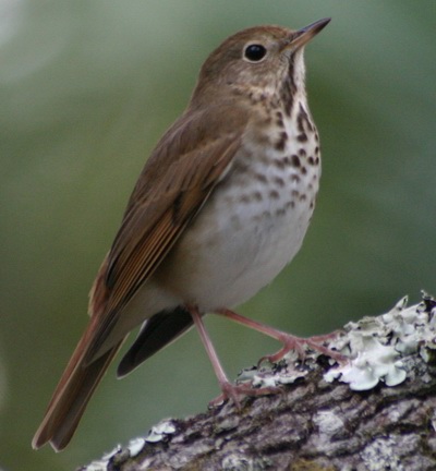Remeterigó (Hylocichla guttata)