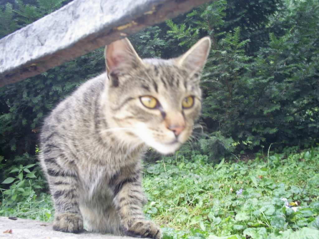 ceecaa2