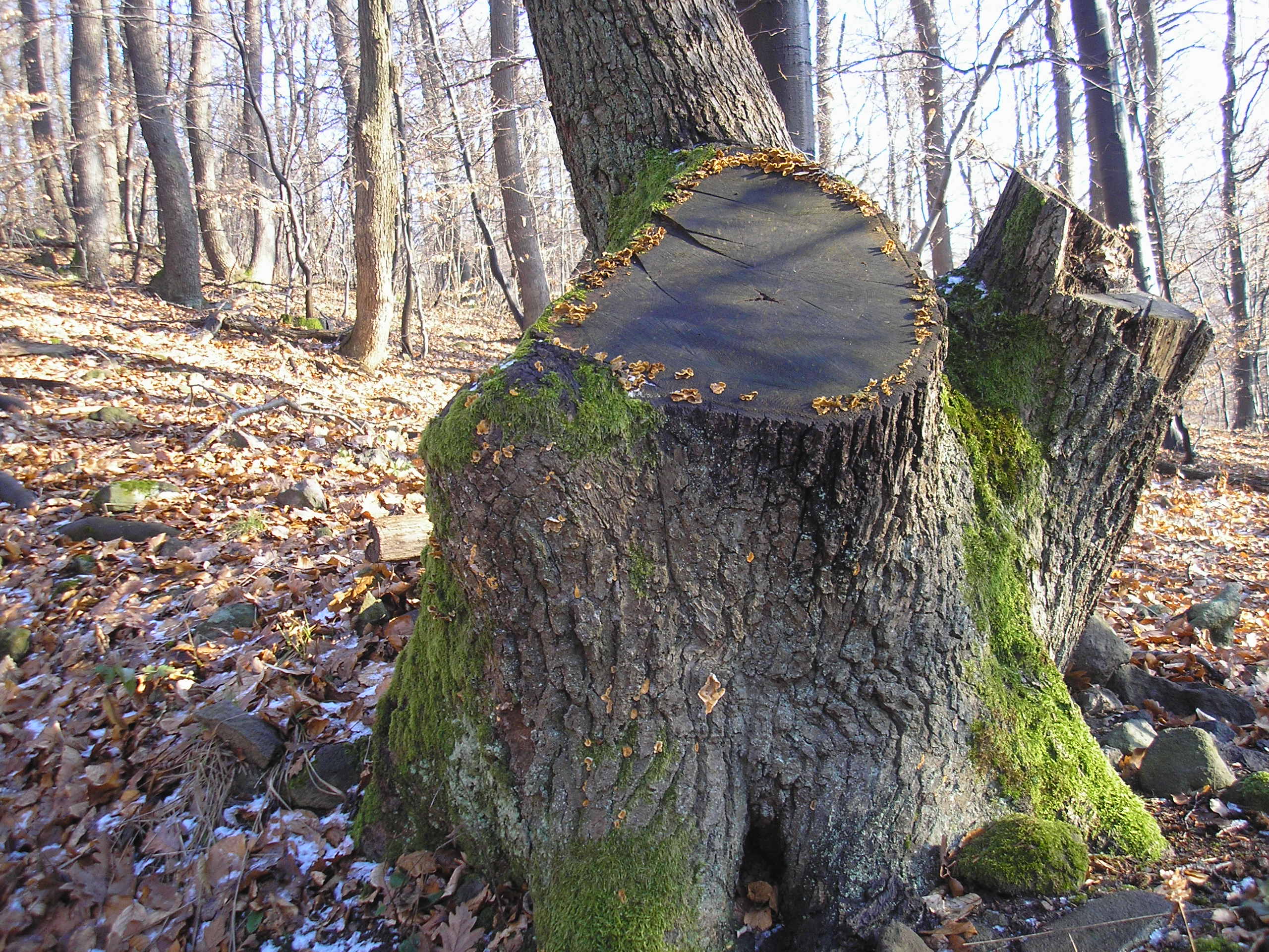 Őrszem