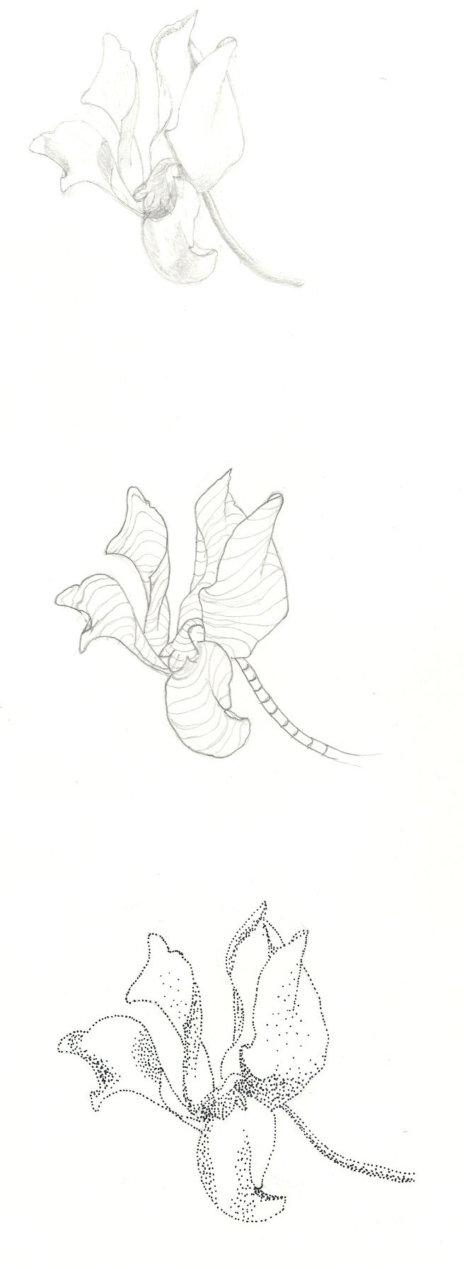 3 version