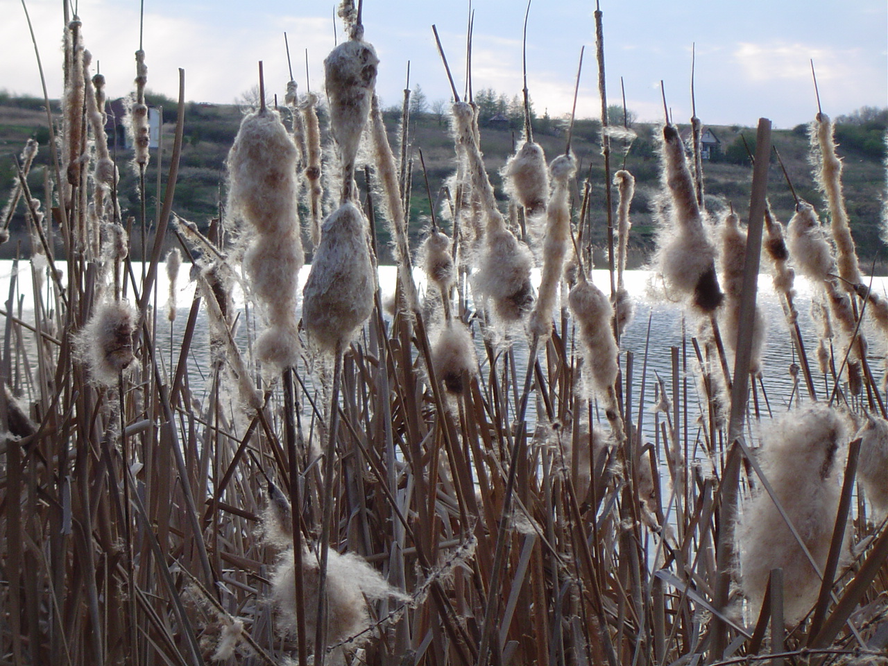 Near to Debrecen, Hungary