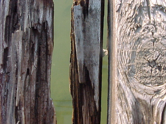 Wood