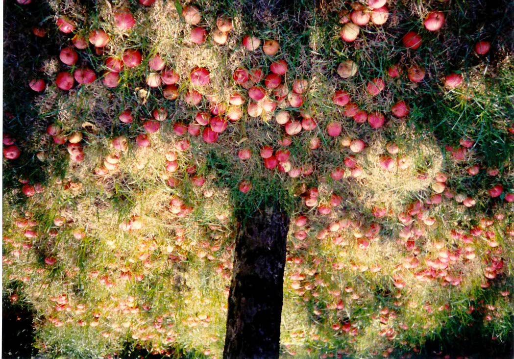 Almás, Agárd, 1998