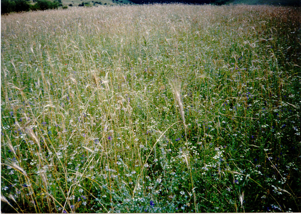 Vadlegelő, Gerecse, 1995