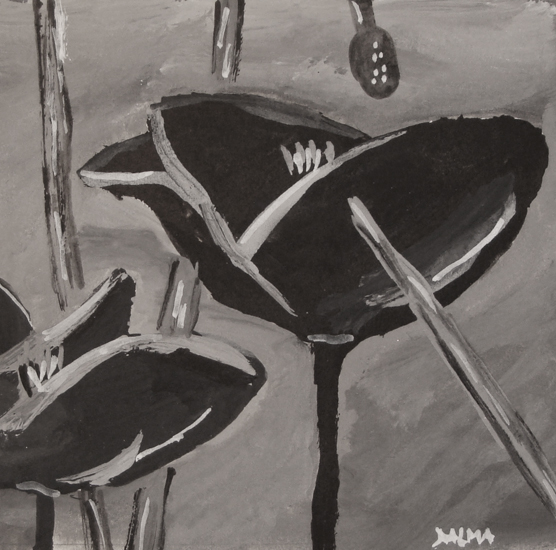 Black poppy - 2008