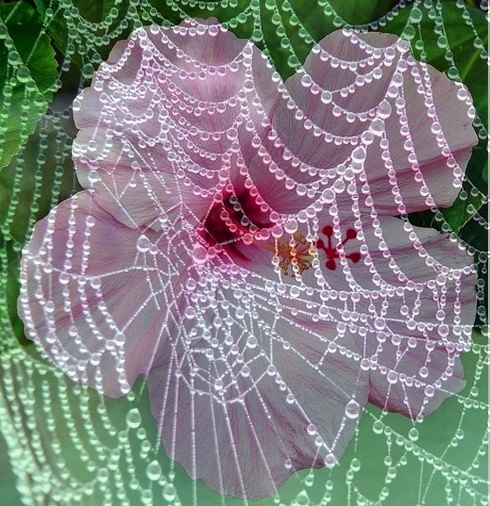 Rózsaszín hibiszkusz  gyöngyfüggöny mögött